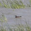 Phalaropus tricolor