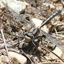 Phanogomphus spicatus