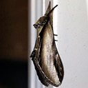 Pheosia rimosa