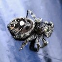 Phidippus audax