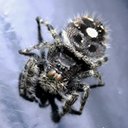 Phidippus audax