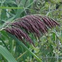 Phragmites australis