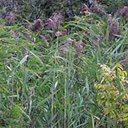Phragmites australis