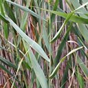 Phragmites australis