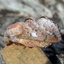 Phyllodesma americana