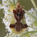Phymata americana