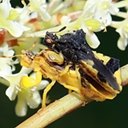 Phymata americana