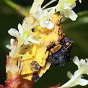 Phymata americana