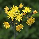 Pilosella caespitosa