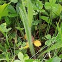 Pilosella caespitosa