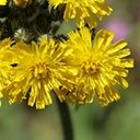 Pilosella caespitosa