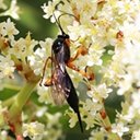 Pimpla pedalis
