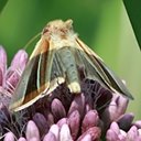 Plusia venusta