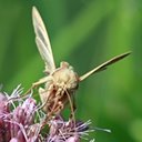 Plusia venusta
