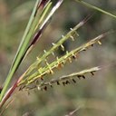Poaceae (True grasses)