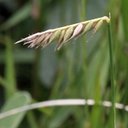 Poaceae (True grasses)