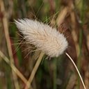 Poaceae (True grasses)