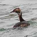 Podiceps auritus