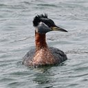 Podiceps grisegena