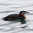 Podiceps grisegena