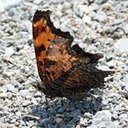 Polygonia progne