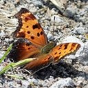 Polygonia progne