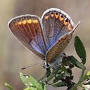 Polyommatus icarus