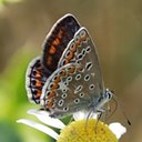 Polyommatus icarus