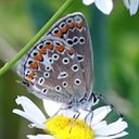 Polyommatus icarus
