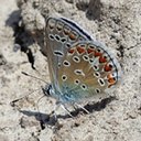 Polyommatus icarus