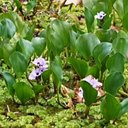 Pontederia azurea