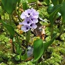 Pontederia azurea