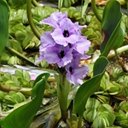 Pontederia azurea