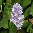 Pontederia crassipes