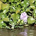 Pontederia crassipes