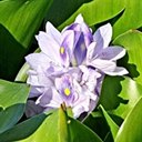 Pontederia crassipes