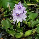 Pontederia crassipes