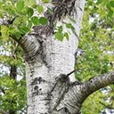 Populus tremuloides