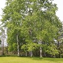 Populus tremuloides