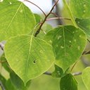 Populus tremuloides