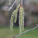 Populus tremuloides