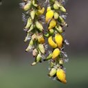 Populus tremuloides