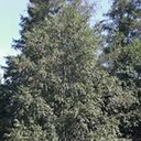 Prunus serotina