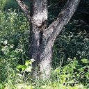 Prunus serotina
