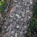 Prunus serotina