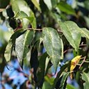 Prunus serotina