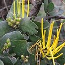 Psittacanthus robustus
