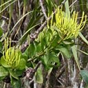 Psittacanthus robustus