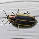 Pyractomena angulata