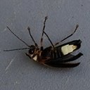 Pyractomena angulata